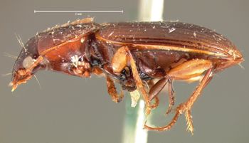Media type: image;   Entomology 5650 Aspect: habitus lateral view
